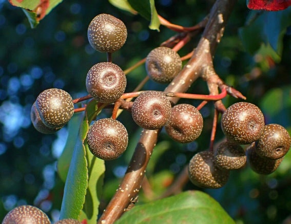 Callery Pear Seeds