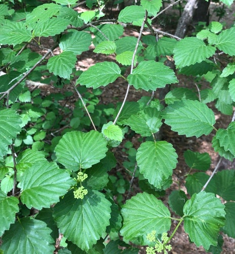 Arrowwood Viburnum Seeds