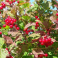 European Cranberrybush Seeds