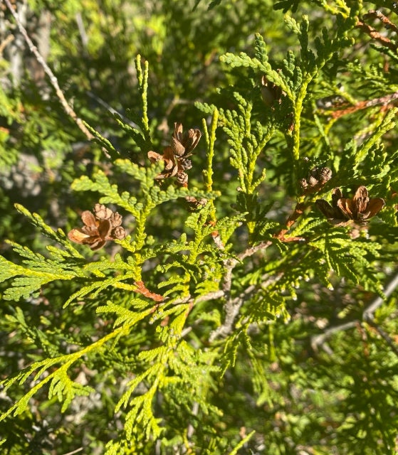 Northern White Cedar Seeds