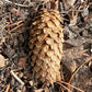 Blue Spruce Seeds