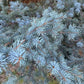 Blue Spruce Seeds