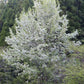 Callery Pear Seeds