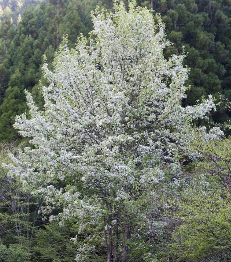 Callery Pear Seeds
