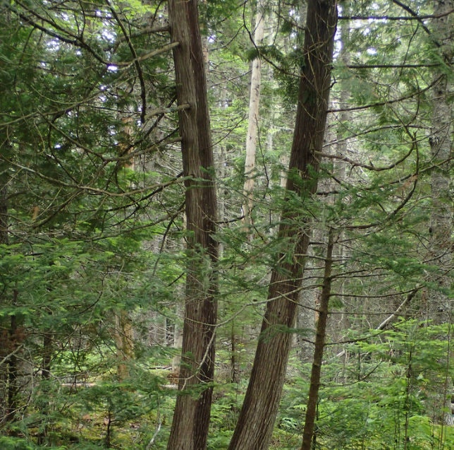 Northern White Cedar Seeds