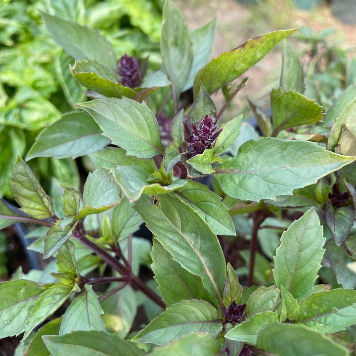 Persian Basil Seeds