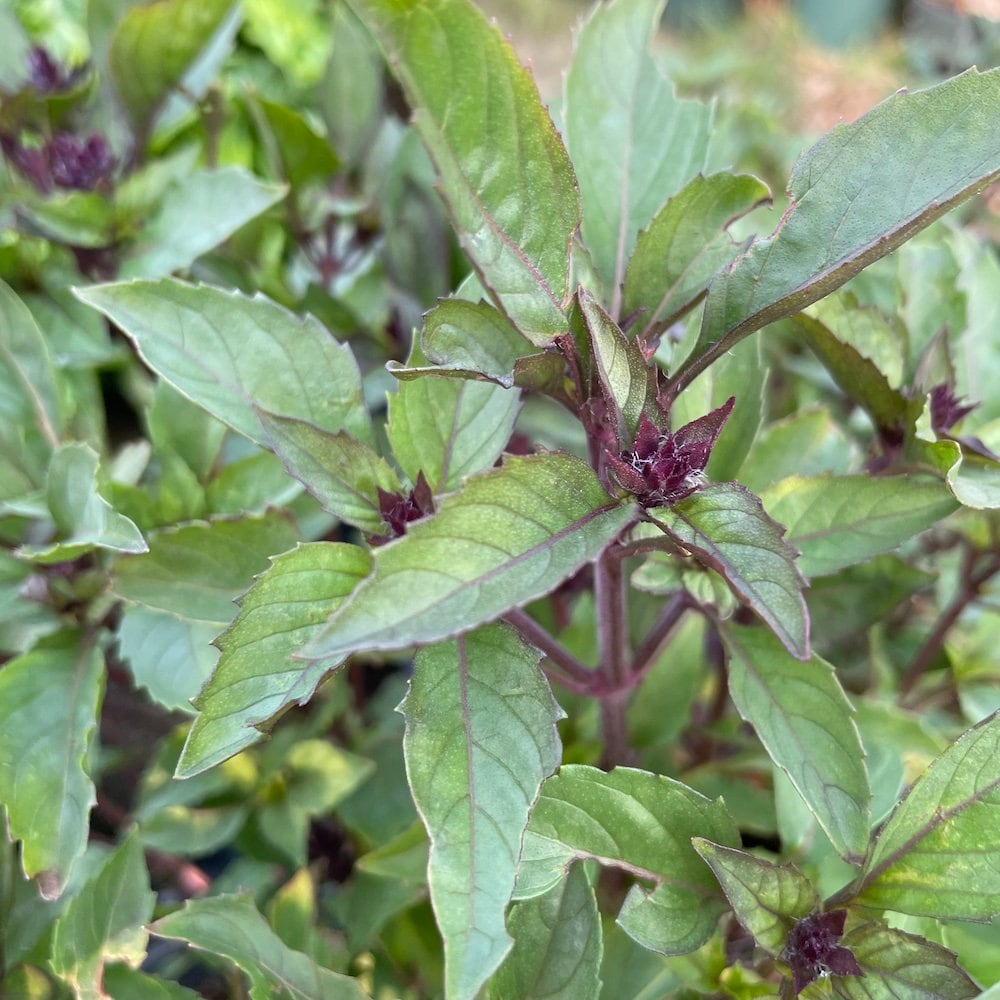 Persian Basil Seeds