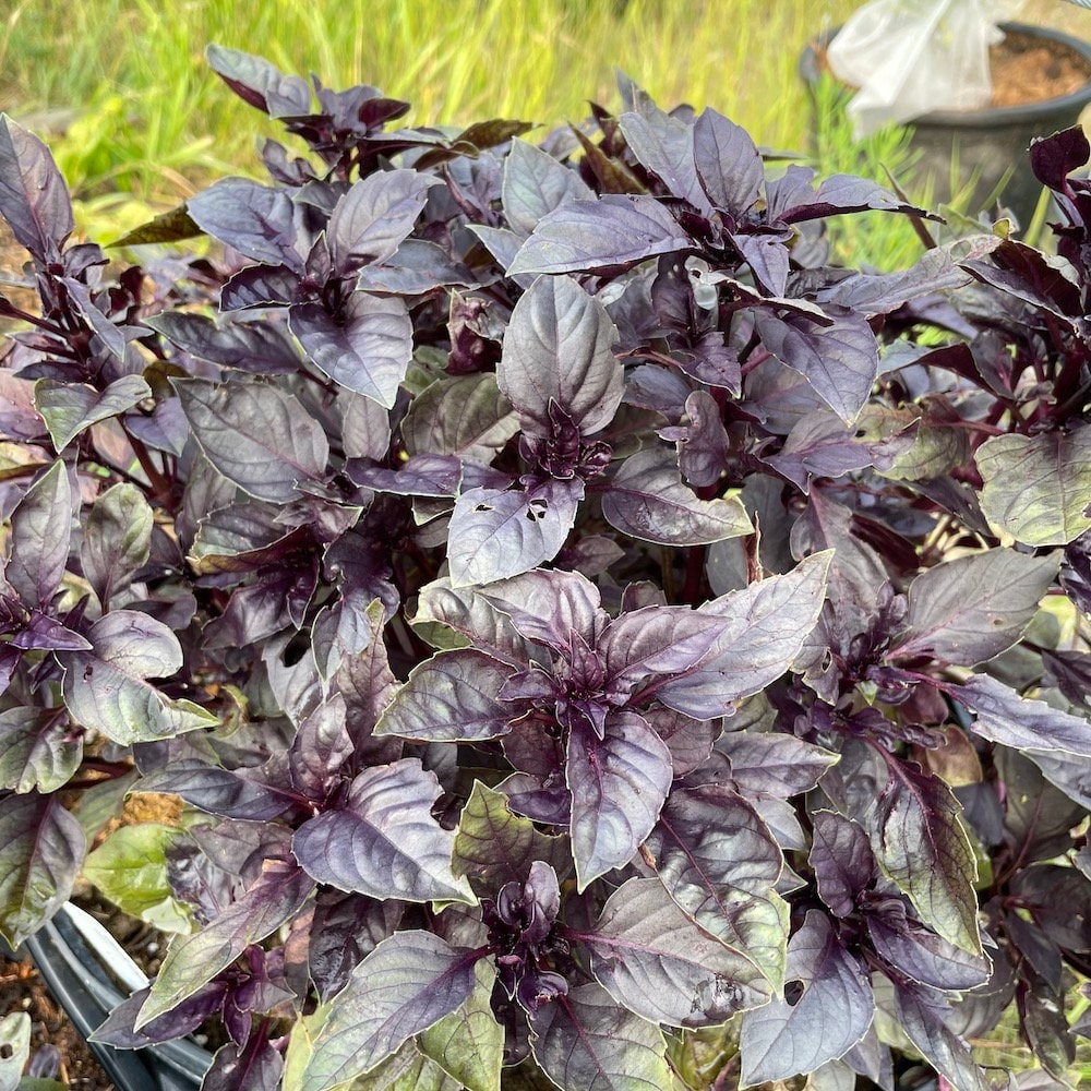 Semillas de albahaca Dark Opal