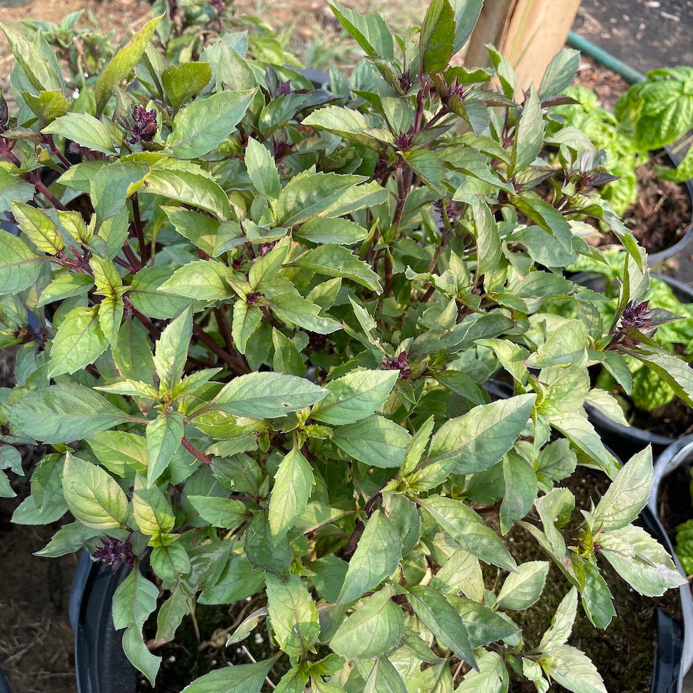 Persian Basil Seeds