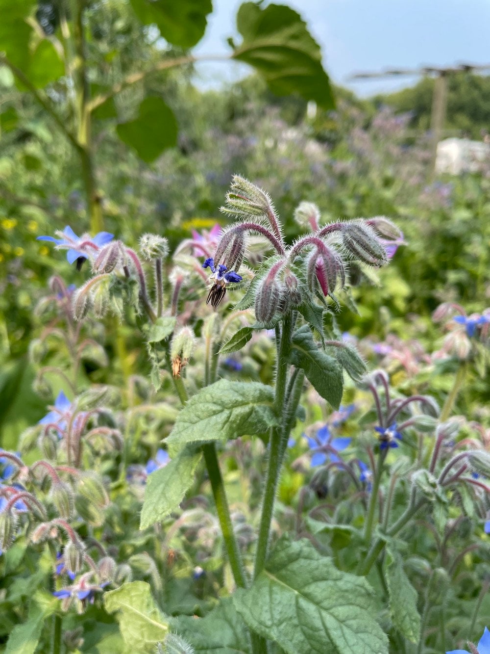 Borage Seeds