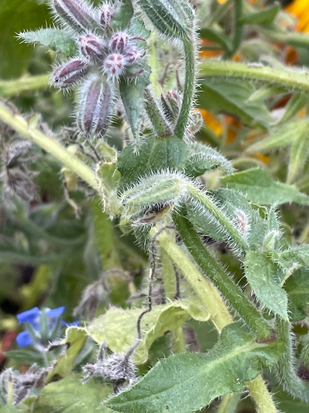 Borage Seeds