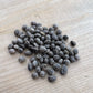 Redosier Dogwood Seeds