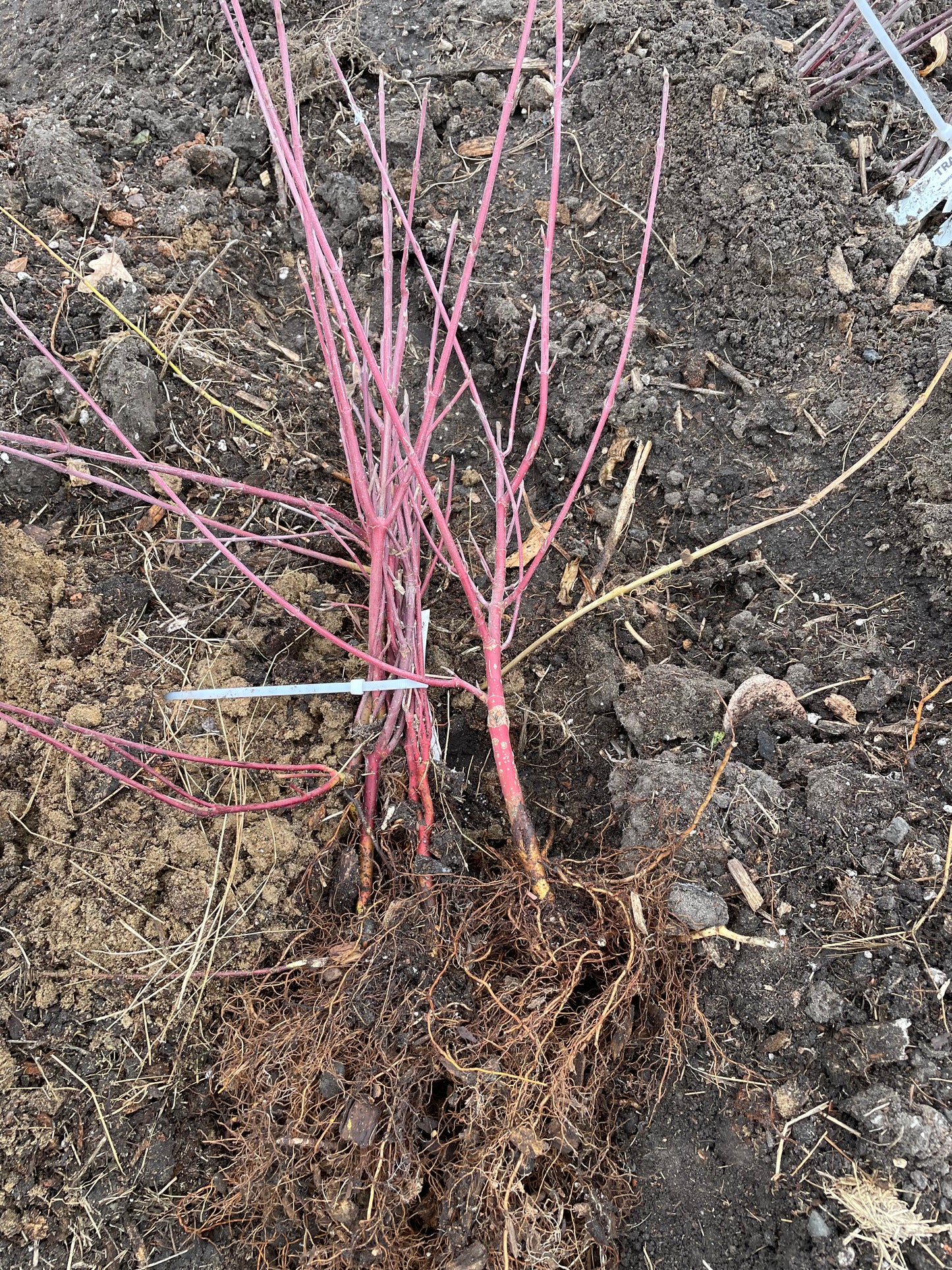 Red Osier Dogwood (Cornus sericea)