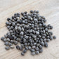Redosier Dogwood Seeds