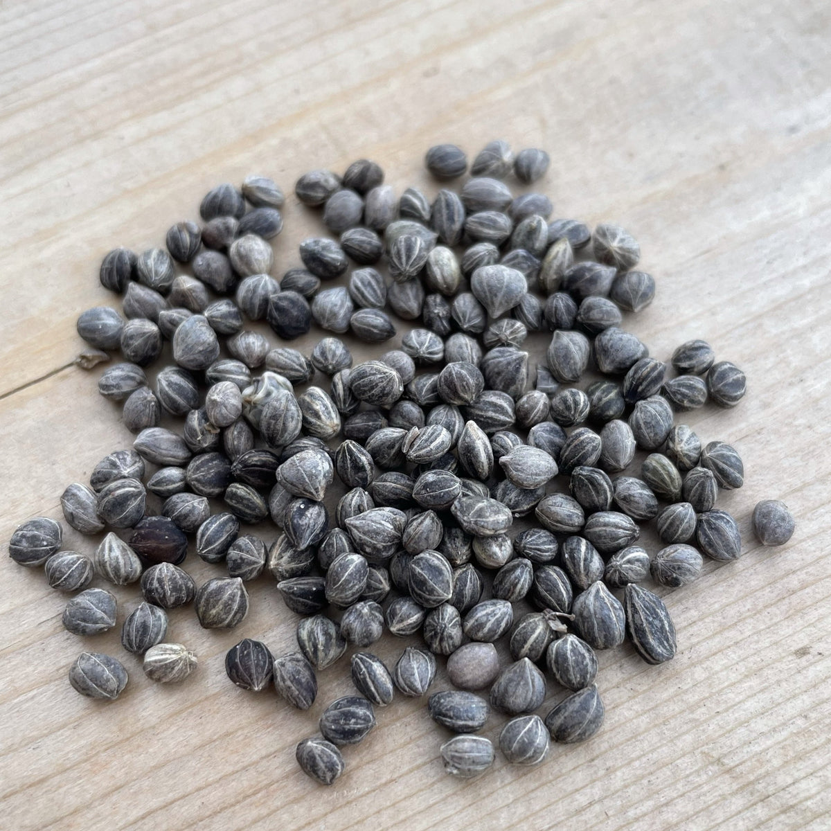 Redosier Dogwood Seeds