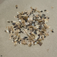 White Spruce Seeds