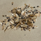 White Spruce Seeds