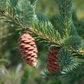 White Spruce Seeds
