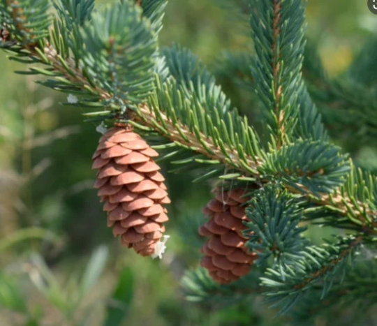 White Spruce · 1